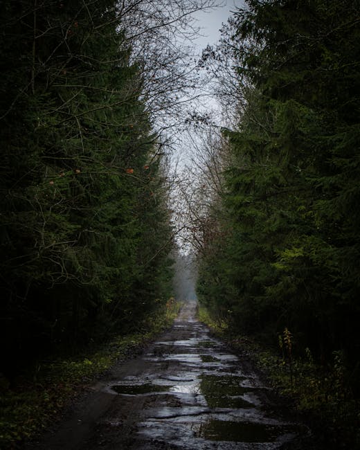 Тендер на дорогу до Буковелю скасовано: деталі резонансу